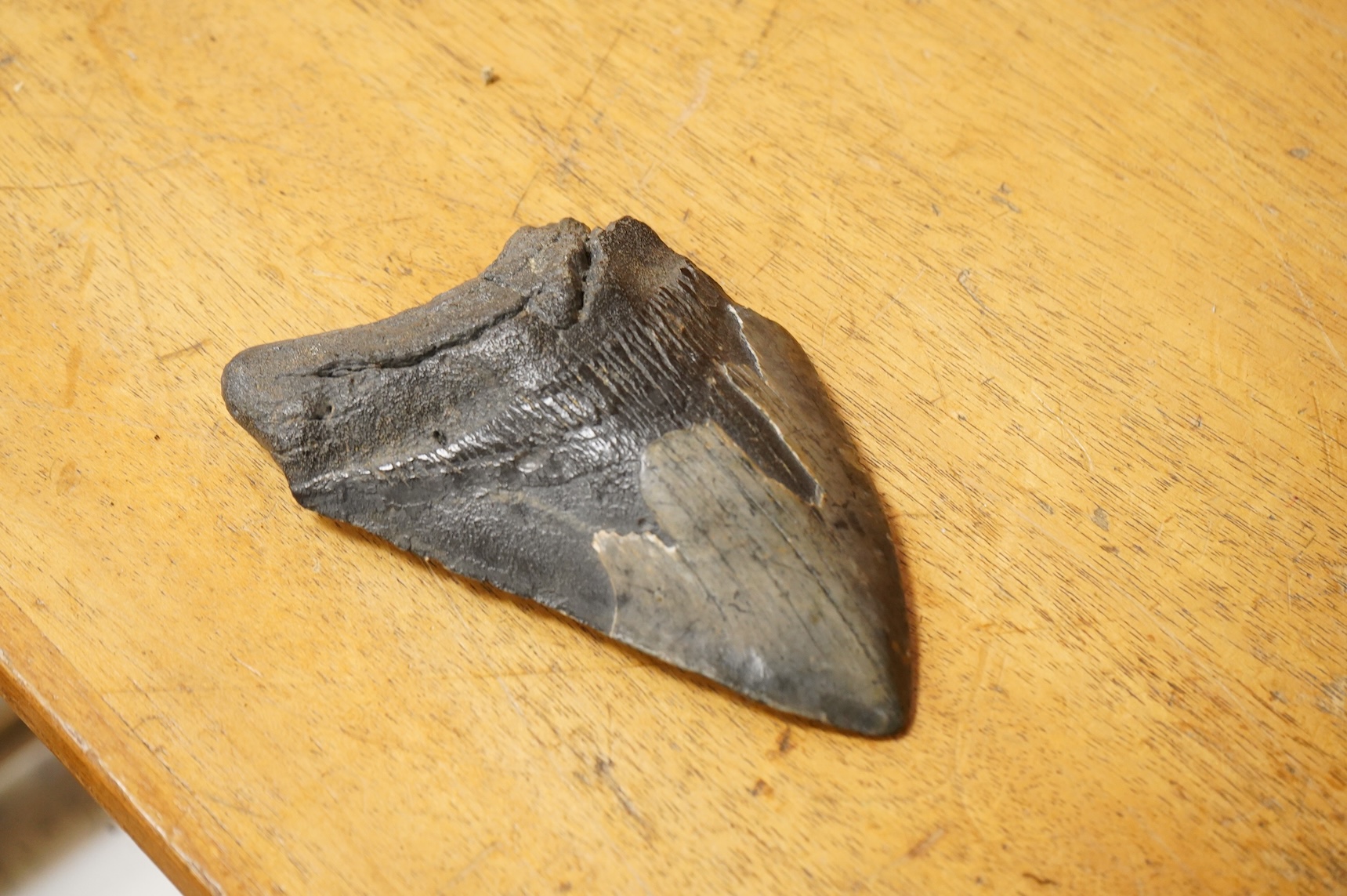 A selection of Natural History specimens to include a mammoth tooth, mammoth tusk fragments, mammoth toe bone, Megalodon tooth and a fish fossil in matrix, contained within an ebonised display cabinet